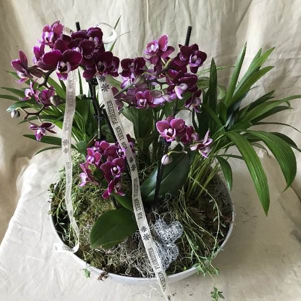 Für die Orchideenliebhaberin Bild 1