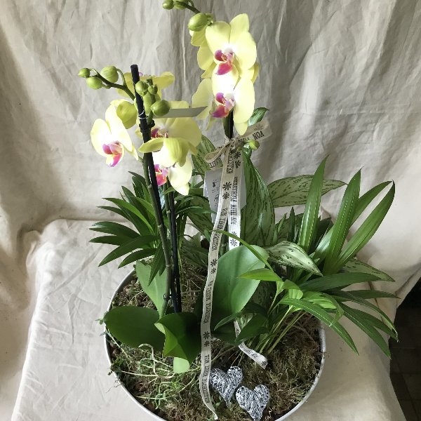 Für die Orchideenliebhaberin Bild 2